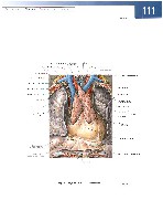 Sobotta  Atlas of Human Anatomy  Trunk, Viscera,Lower Limb Volume2 2006, page 118